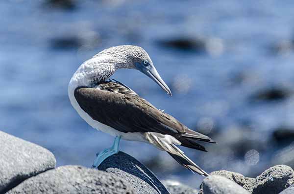 Piquero de Patas Azules - isla Seymour Norte - islas Galápagos - Ecuador 2.jpg
